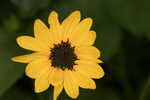 Cucumberleaf sunflower